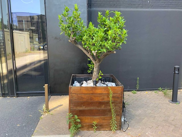 Sinasappel plant - afbeelding 2 van  5