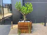 Sinasappel plant - afbeelding 2 van  5
