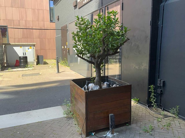 Sinasappel plant - afbeelding 3 van  5