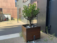 Sinasappel plant - afbeelding 3 van  5
