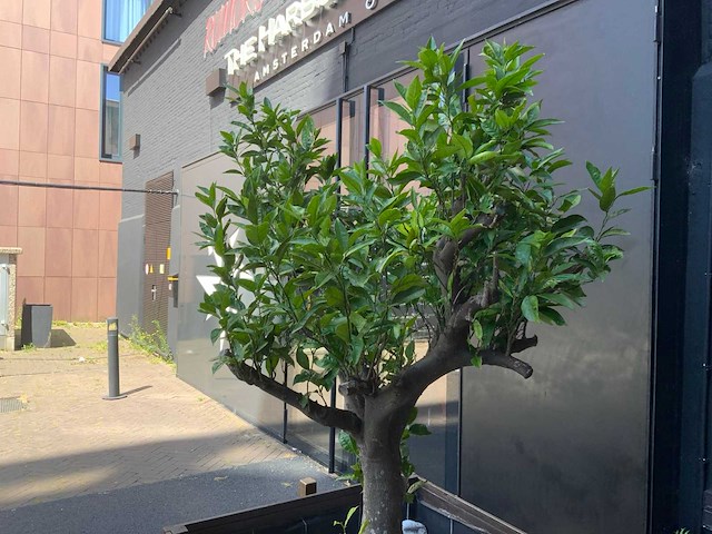 Sinasappel plant - afbeelding 4 van  5