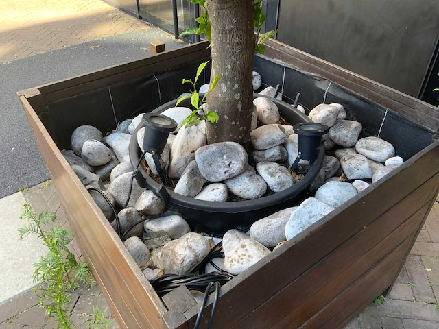 Sinasappel plant - afbeelding 5 van  5