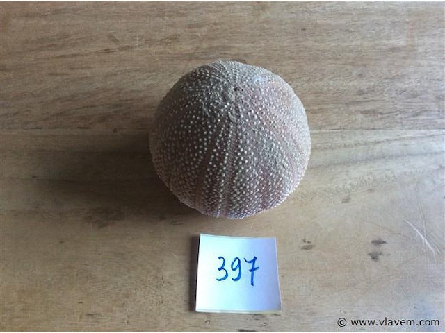 Skelet zeeegel - afbeelding 1 van  2