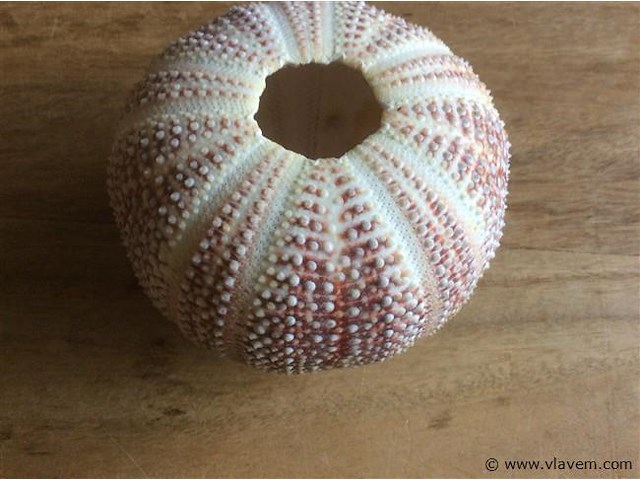 Skelet zeeegel - afbeelding 2 van  2