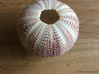 Skelet zeeegel - afbeelding 2 van  2