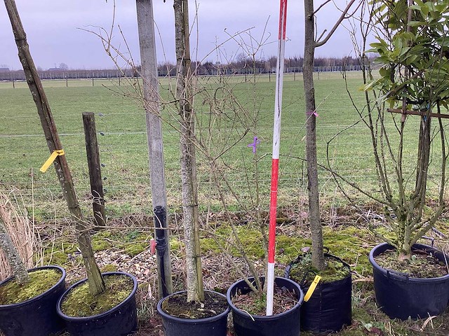 Sleedoorn - meerstammige boom - afbeelding 1 van  2