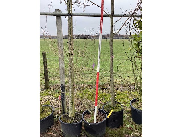 Sleedoorn - meerstammige boom - afbeelding 2 van  2