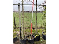 Sleedoorn - meerstammige boom - afbeelding 2 van  2