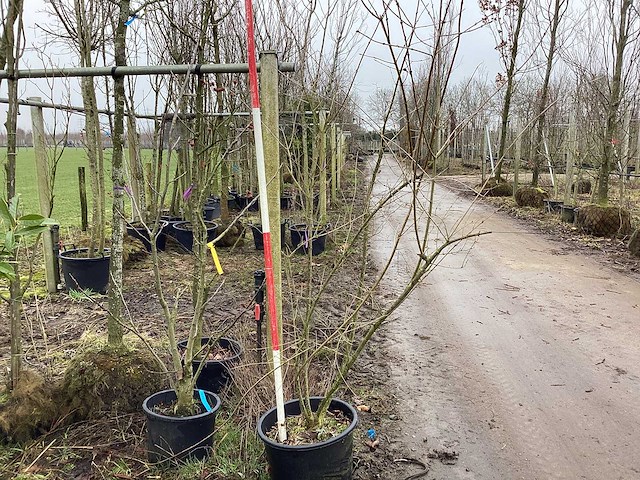 Sleedoorn - meerstammige boom - afbeelding 1 van  2