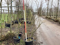 Sleedoorn - meerstammige boom - afbeelding 1 van  2