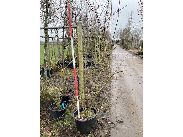 Sleedoorn - meerstammige boom - afbeelding 2 van  2