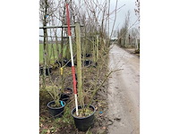 Sleedoorn - meerstammige boom - afbeelding 2 van  2