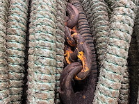 Sleepkabel met kettingen - afbeelding 5 van  5