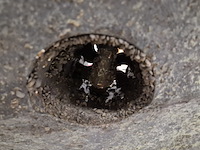 Sloep, oud huijzer, 720 - afbeelding 114 van  153