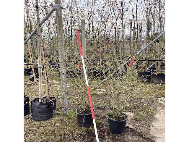 Sneeuwbal - meerstammige boom (2x) - afbeelding 1 van  2