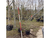 Sneeuwbal - meerstammige boom (2x) - afbeelding 2 van  2