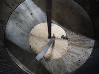 Sorgo - afbeelding 5 van  9