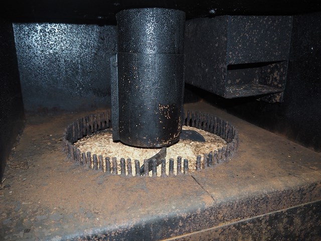 Sorgo - afbeelding 7 van  9