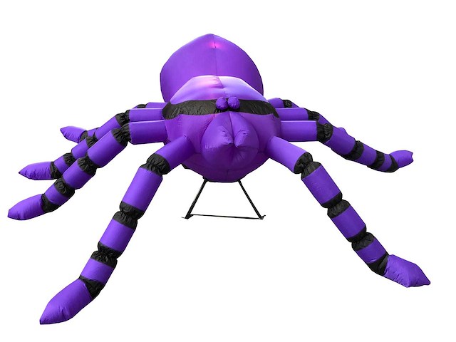 Spin (tarantula) - afbeelding 1 van  5