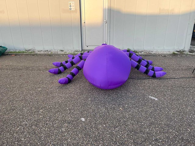 Spin (tarantula) - afbeelding 2 van  5