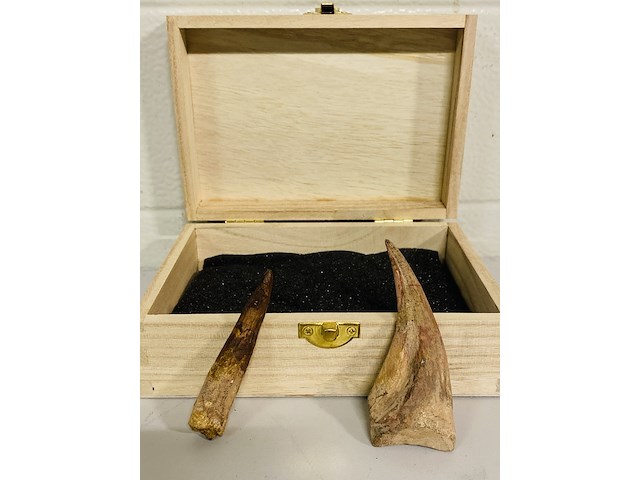 Spinosaurus klauw en tand - afbeelding 1 van  4