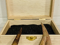 Spinosaurus klauw en tand - afbeelding 1 van  4