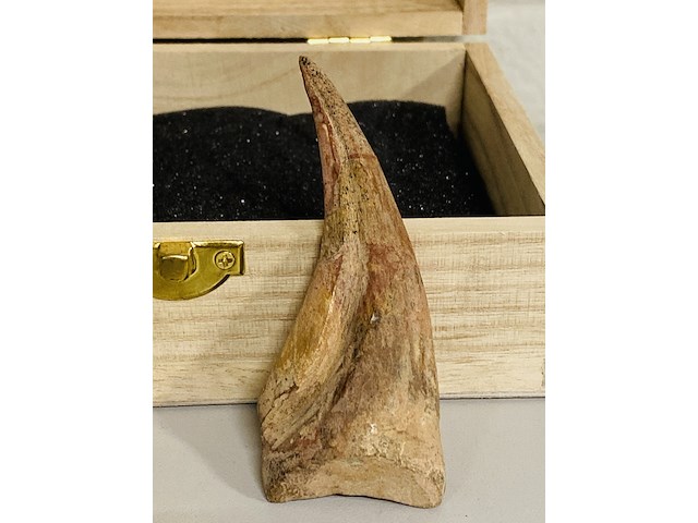 Spinosaurus klauw en tand - afbeelding 2 van  4