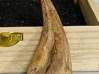 Spinosaurus klauw en tand - afbeelding 2 van  4