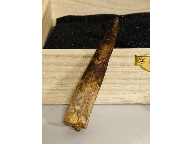 Spinosaurus klauw en tand - afbeelding 3 van  4