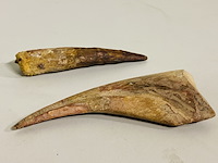 Spinosaurus klauw en tand - afbeelding 4 van  4