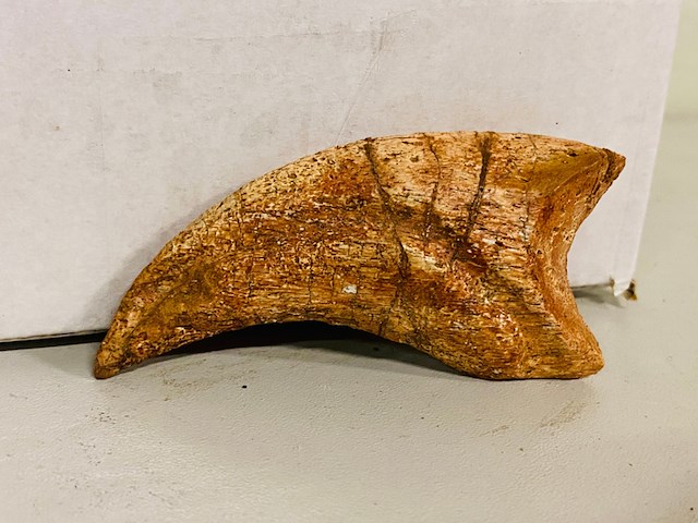 Spinosaurus klauw - afbeelding 1 van  6