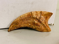 Spinosaurus klauw - afbeelding 1 van  6