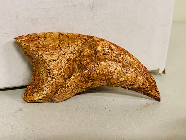 Spinosaurus klauw - afbeelding 2 van  6