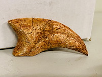 Spinosaurus klauw - afbeelding 2 van  6
