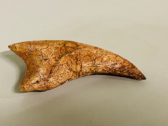 Spinosaurus klauw - afbeelding 3 van  6
