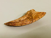 Spinosaurus klauw - afbeelding 4 van  6