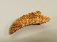 Spinosaurus klauw - afbeelding 5 van  6