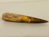 Spinosaurus tand (12 cm!) - afbeelding 1 van  4