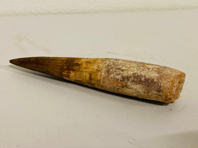 Spinosaurus tand (12 cm!) - afbeelding 2 van  4