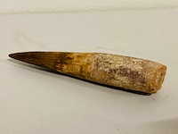 Spinosaurus tand (12 cm!) - afbeelding 2 van  4