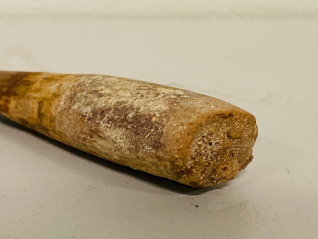 Spinosaurus tand (12 cm!) - afbeelding 3 van  4