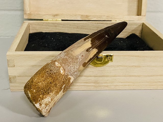 Spinosaurus tand 12cm - afbeelding 1 van  4