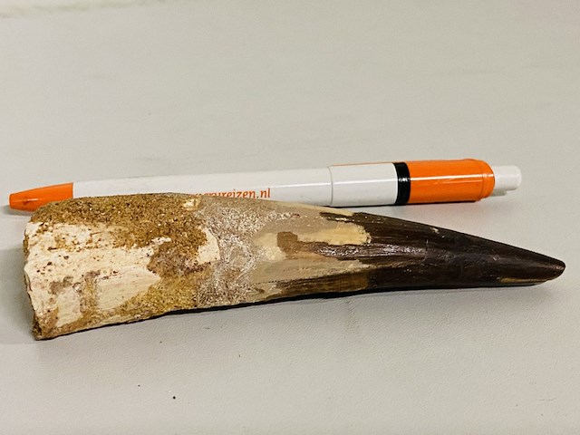 Spinosaurus tand 12cm - afbeelding 2 van  4