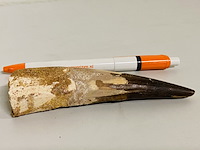 Spinosaurus tand 12cm - afbeelding 2 van  4