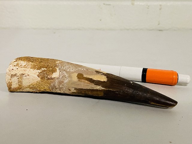 Spinosaurus tand 12cm - afbeelding 3 van  4