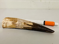 Spinosaurus tand 12cm - afbeelding 3 van  4