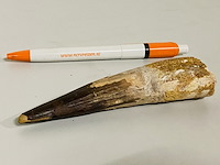 Spinosaurus tand 12cm - afbeelding 4 van  4