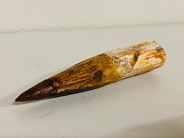 Spinosaurus tand 12cm - afbeelding 1 van  5
