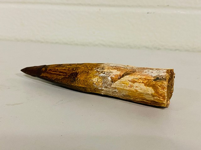 Spinosaurus tand 12cm - afbeelding 2 van  5