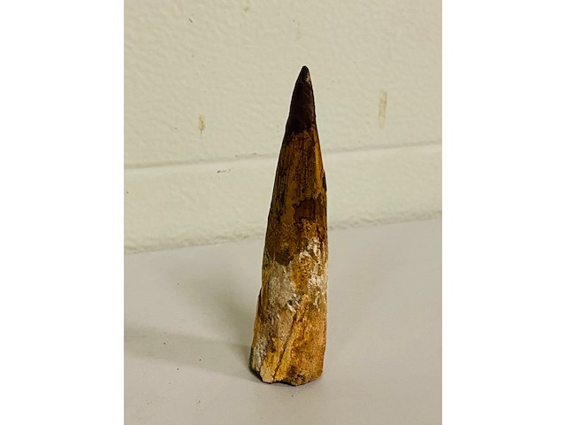 Spinosaurus tand 12cm - afbeelding 3 van  5